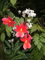 Orchideen Botanischer Garten Leipzig 010.webp