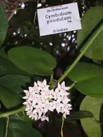 Orchideen Botanischer Garten Leipzig 012.webp