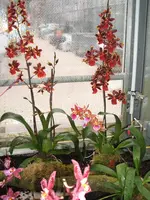 Orchideen Botanischer Garten Leipzig 013.webp