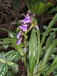 Orchideen Botanischer Garten Leipzig 014.jpg