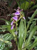 Orchideen Botanischer Garten Leipzig 014.webp