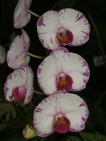 Orchideen Botanischer Garten Leipzig 015.webp