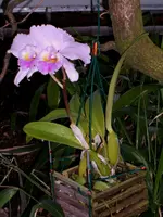 Orchideen Botanischer Garten Leipzig 016.webp