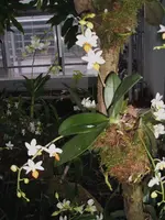 Orchideen Botanischer Garten Leipzig 018.webp