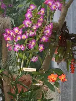 Orchideen Botanischer Garten Leipzig 019.webp