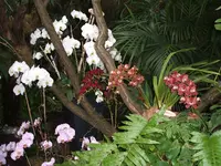 Orchideen Botanischer Garten Leipzig 020.webp