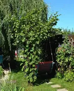 garten - 10-07-2005.webp