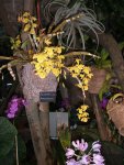 Orchideen Botanischer Garten Leipzig 022.jpg