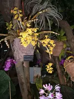 Orchideen Botanischer Garten Leipzig 022.webp