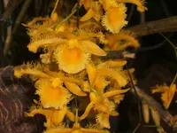 Orchideen Botanischer Garten Leipzig 024.webp