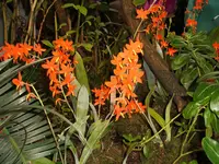 Orchideen Botanischer Garten Leipzig 025.webp