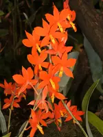 Orchideen Botanischer Garten Leipzig 026.webp