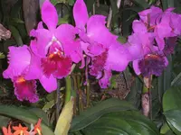 Orchideen Botanischer Garten Leipzig 027.webp