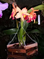 Orchideen Botanischer Garten Leipzig 028.webp