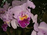 Orchideen Botanischer Garten Leipzig 029.jpg