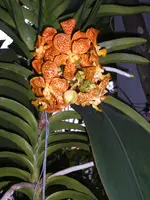 Orchideen Botanischer Garten Leipzig 030.webp