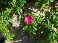 k-P1020466.webp