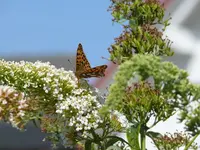 k-P1020226.webp