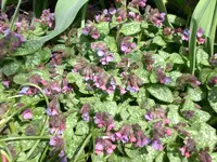 Garten04-2008-26.webp