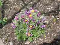 Garten04-2008-27.webp