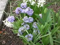 Garten04-2008-29.webp