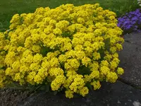 Garten04-2008 003.jpg
