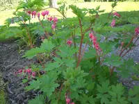 Garten05-2008-31.webp