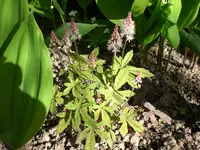Garten 05-3 004.webp