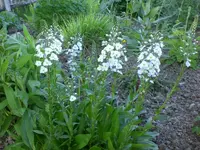 Garten 05-3 006.webp