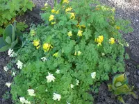 Garten 05-3 018.webp