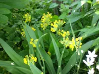 Garten 05-3 024.webp