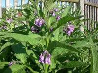 Garten 05-3 027.webp
