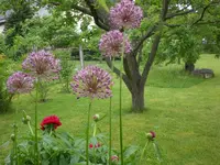 Garten 05-3 062.webp