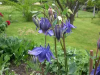 Garten 05-3 063.webp