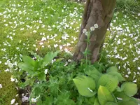Garten 05-3 065.webp