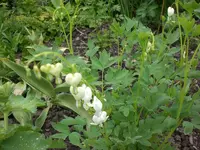 Garten 05-3 069.webp