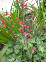 Garten 05-3 082.webp