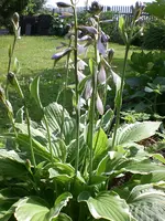 Garten 06-4 013.webp