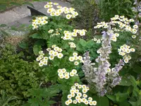 Garten 06-5 052.webp