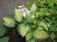 Garten 06-5 086.webp