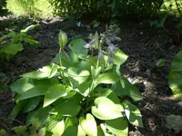Garten 06-6-2008 022.webp