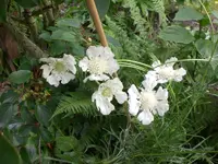 Garten 07-3-2008 001.webp