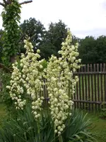 Garten 07-3-2008 005.webp
