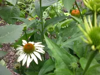 Garten August-2008 021.webp