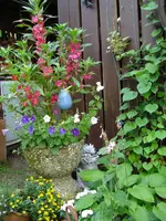 balsaminen.webp