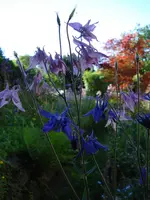 aakeleirosaundblau.webp