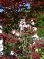 akeleiahorn.webp