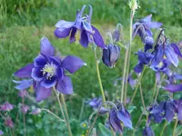 akeleiblau.webp