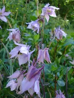 akeleihelleslila.webp