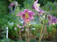 akeleihellespink.webp